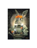 Miss Rabbit