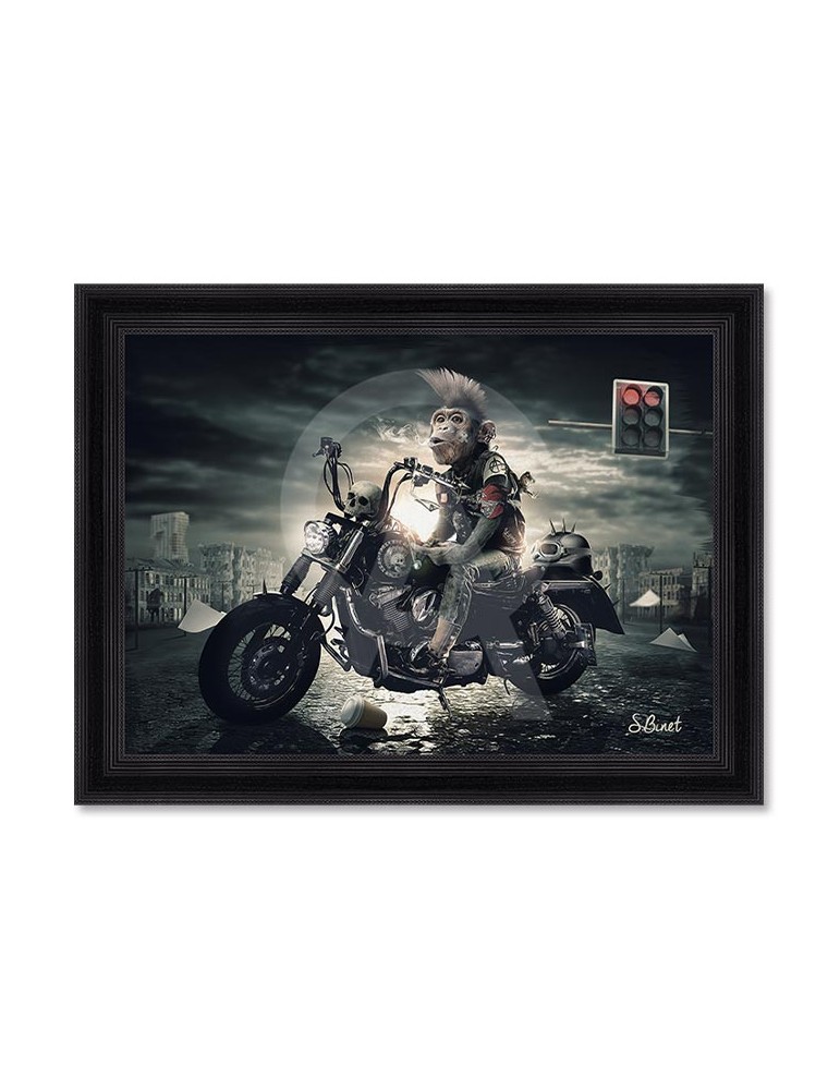 Singe motard – Sylvain Binet Singe motard – Sylvain Binet