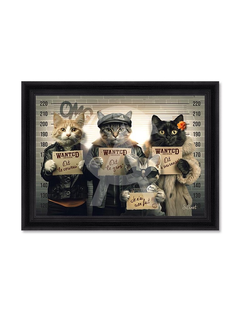 Chats voleurs – Sylvain Binet Chats voleurs – Sylvain Binet