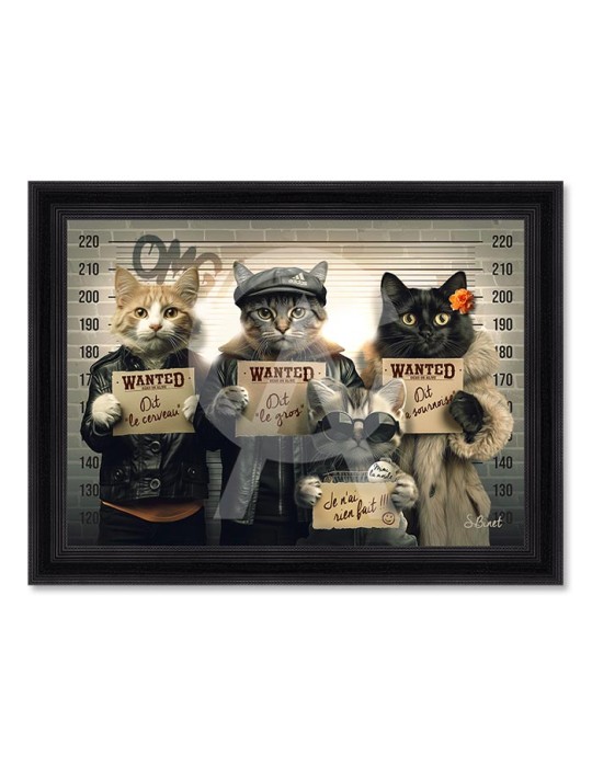 Chats voleurs – Sylvain Binet Chats voleurs – Sylvain Binet